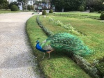 Peacock at the Cristal Palace Gardens in Porto.